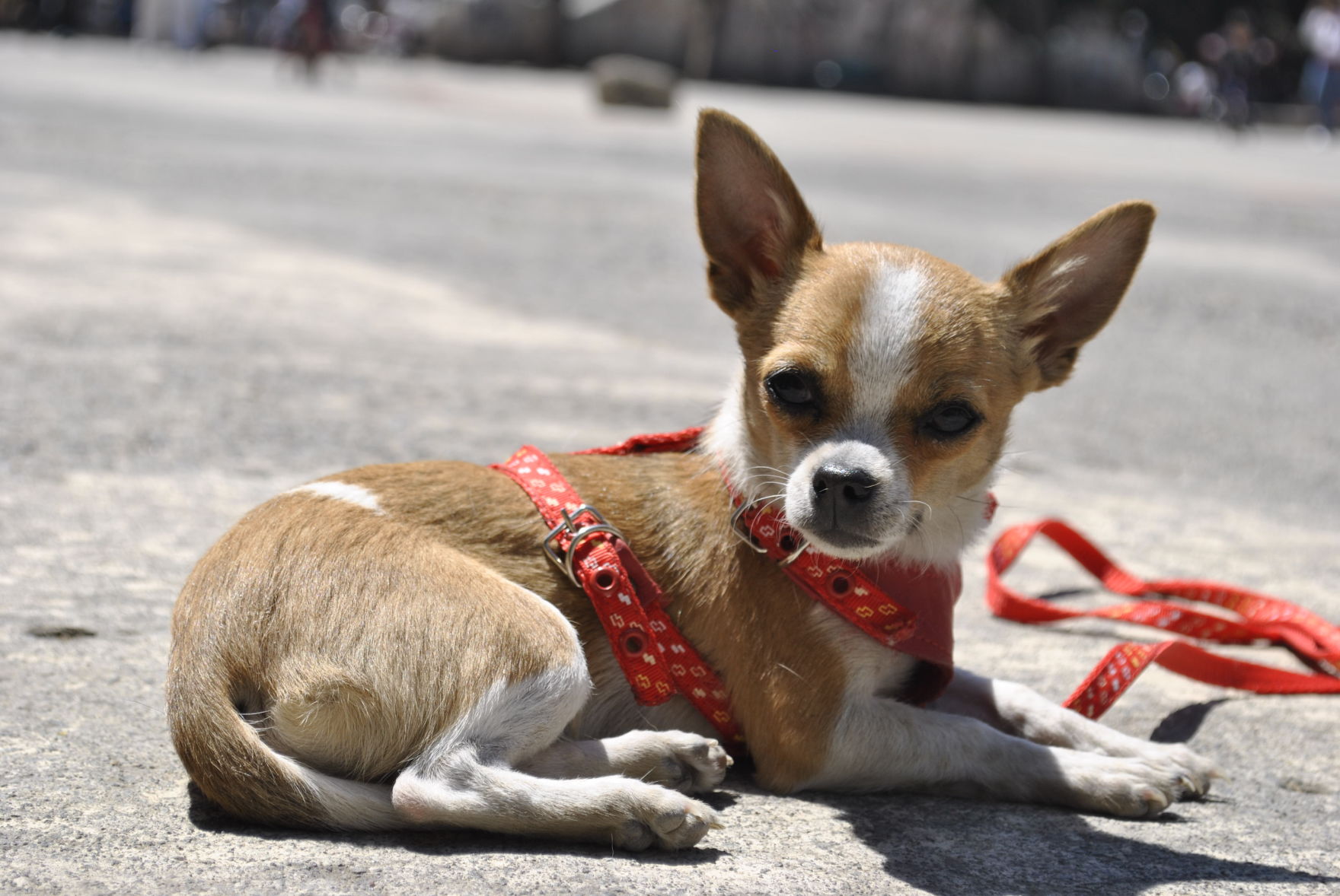 Chihuahua